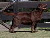 CH MX Elena Indigo Retriever