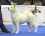 AKC GCH Akiko's Crystal Clear I'm N'love