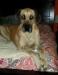 Poaguies House Of Danes Nelle Jace