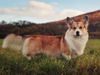 Can't Buy Me Love Foxy Fellow