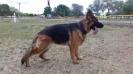  KIMA DER JUNGE WILDE