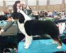 AKC CH Empyrean n CopperRidge's The Desired Effect