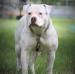 Ruff~N~Ready's Fahrenheit 5000 of Simply Incred-a-Bull