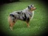 National, Internation and Honors Champion Goodheart's Blue eyed Bandit
