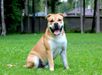 Ideal Dogs GIV Winnie Pooh