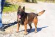 k9 Junior Rila planina