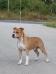 WHITE-amSTAFF I'm Cute N Cool