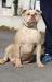 El marginal bull's genaro