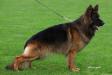 Yory vom cairo kennel