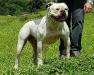 Selection of Bulls Electra of Mountain Bulldog