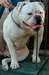Mountain Bulldog Thanos