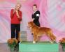 GCH AKC CH Gold Star's Marshall Ducker