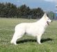 J'Royal Zuni Special Boy
