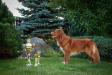 Shaggy Toller's White Banjo Boy