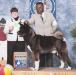 AKC CH Algarin's Zuri Maserati Full Throttle