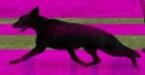Madeb’s Catelina