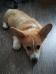 Come Together Foxy Fellow