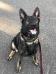 Yanko Vom Alabama Police K9