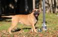 Ideal Dogs GIV Gwen Stefani