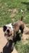 Chappell’s Ruby @ Walkers American bulldogs