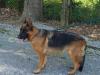 Ricks Lady Maya Lynn Von Ricktor