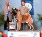 AKC CH Excel Shu-Ku's Mr. Boombastic