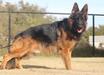 VP, SG2 (GSDCA / USA Sieger Show) Garly Brabus