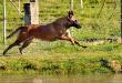 Guria Von Bocao Malinois