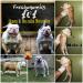Bull Headed S.O.B. of Paparazzi Kennels