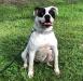 Gypsy Supreme Of Brothers Bulldogs