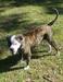 Darden Nala of S&D Bulldogs
