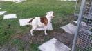 Flanders  Prissy of S&D Bulldogs
