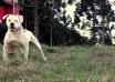 Cowgirl Mata Preta Bulldogs