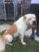 Flanders Geech of S&D Bulldogs
