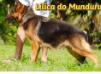 Lilica do Mundurucânia