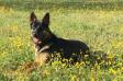 Hero Dog Nicholas vom Haus Morrisson