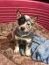  Kyra queensland E.P.B DO HEELER SELIVON