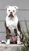 American BOSS Bulldogs Columbian Giant of AAB’s