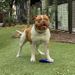 Chubby of Strong Side Bulldogs