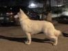 Lungoresina Gold Rusch Yukon