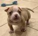 Zeke of Strong Side Bulldogs