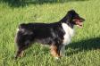  Wheatland's Blissfully Bellatrix