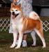 AKC CH Northland's Asian Persuasion