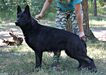 TSUNAMI HERZ WOLF RITTER UA