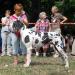 Champion Dobrynia Nikitich Des Monts De L’Autan