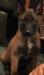 Mena Black Paw Hazel