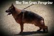 Neo von Gran Peregrino