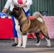 BIS RUS GCH, INT'L/RUS/AKC/CAN/BY/LT/LV/EST/SI/BLR/BALTIC CH Indevor Majestic Wizard