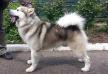 MULTCH, JCH UA, 4*CH UA, BBB, CH BY, CH, GRCH, SuperGRCH MOL FINE DESING STAR DONBASS