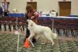 #1 Great Pyrenees UKC 2020, 4xBOB, GR4 UCH Timberbluffs Northanger Abbey De Reflection Farms